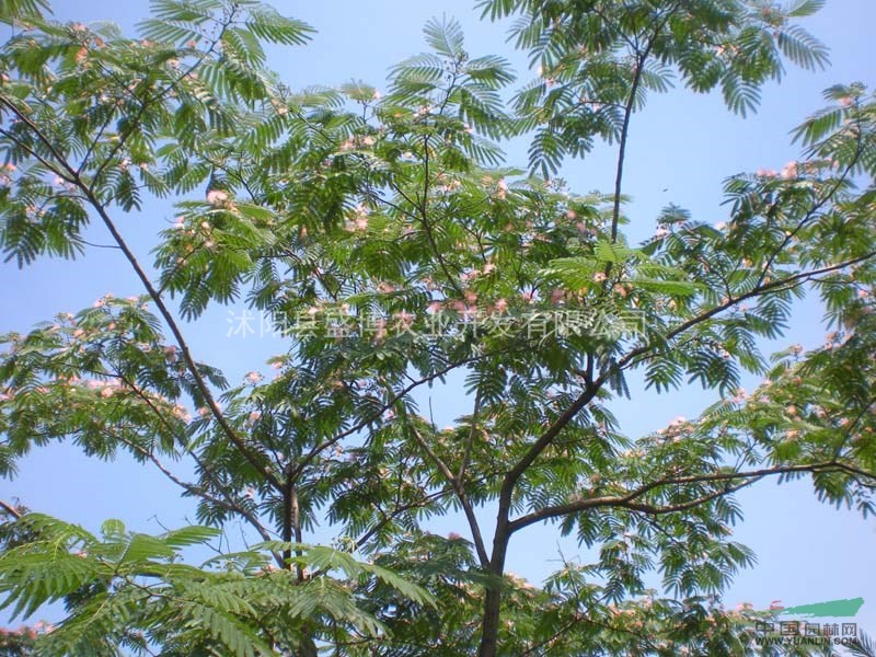 北京合歡價(jià)格 合歡價(jià)格 沭陽(yáng)盛博農(nóng)業(yè)為北京合歡價(jià)格報(bào)價(jià)