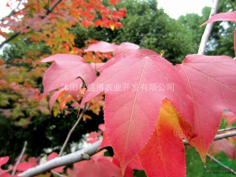 北京楓香價格 楓香價格 沭陽盛博農業(yè)為北京楓香價格報價