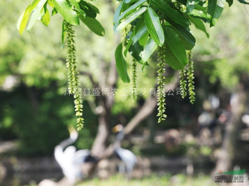 北京楓楊價(jià)格 楓楊價(jià)格 沭陽盛博農(nóng)業(yè)為北京楓楊價(jià)格報(bào)價(jià)