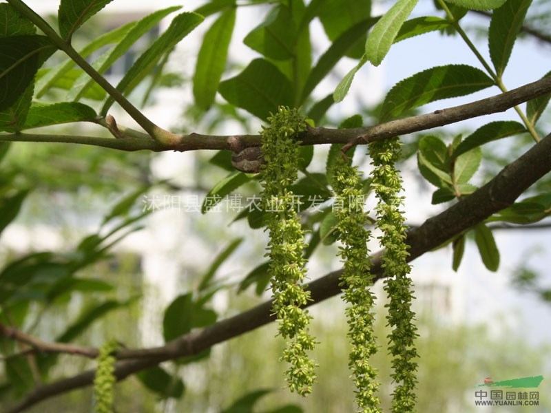 北京楓楊價(jià)格 楓楊價(jià)格 沭陽盛博農(nóng)業(yè)為北京楓楊價(jià)格報(bào)價(jià)