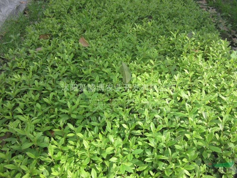 北京毛鵑價格 毛鵑價格 沭陽盛博農(nóng)業(yè)為北京毛鵑價格報價