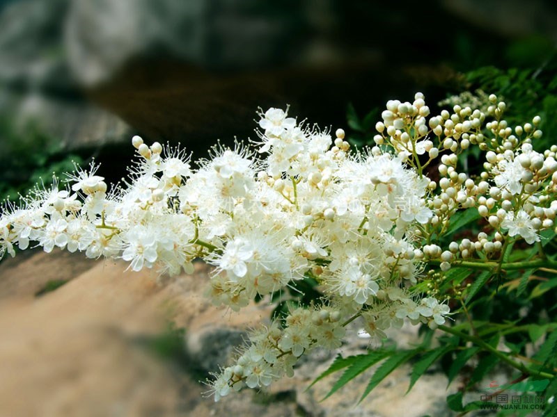 北京珍珠梅價格 珍珠梅價格 沭陽盛博農業(yè)為北京珍珠梅價格報價