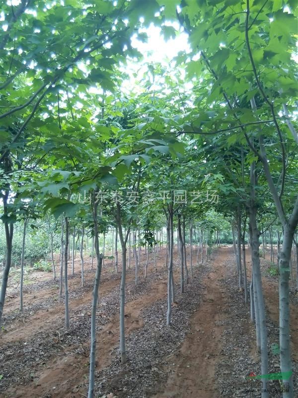 绿化工程小苗 日本红枫树苗 0-10公分规格齐全 美国红枫树