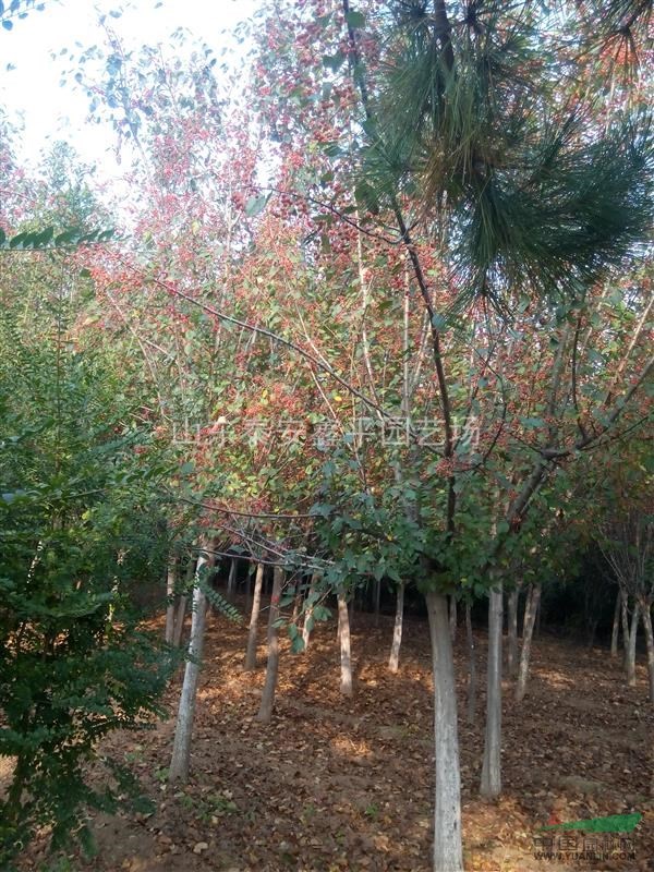 特價(jià)銷售西府海棠 直銷冬紅海棠  批發(fā)銷售優(yōu)質(zhì)湖北海棠