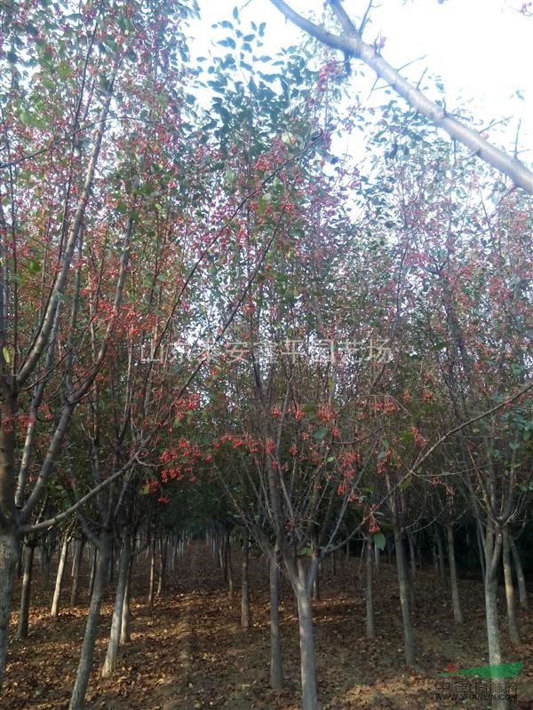 特價(jià)銷售西府海棠 直銷冬紅海棠  批發(fā)銷售優(yōu)質(zhì)湖北海棠