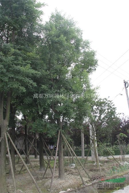 國(guó)槐 供應(yīng)成都國(guó)槐 國(guó)槐價(jià)格 國(guó)槐苗圃貨  萬樹園林售