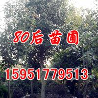 10公分欒樹(shù)價(jià)格報(bào)價(jià)現(xiàn)在是多少錢