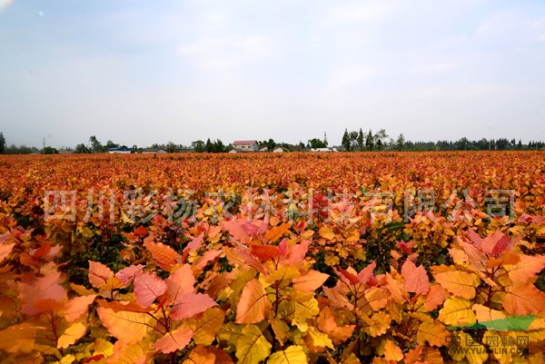 廣東揭陽“紅霞楊”幼苗（丹紅楊金紅楊全紅楊彩楊）