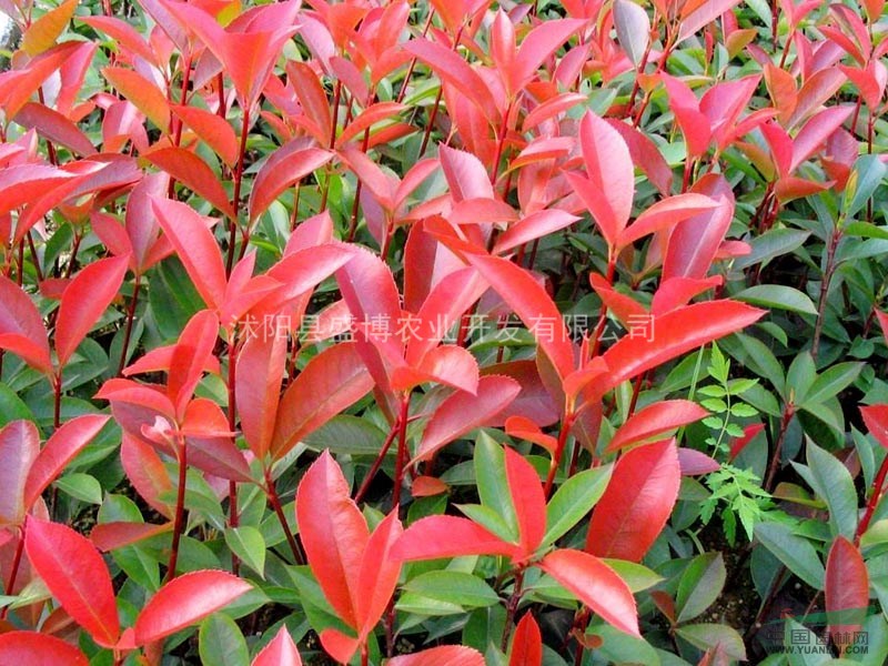北京紅葉小檗價(jià)格 沭陽(yáng)盛博農(nóng)業(yè)為北京紅葉小檗價(jià)格報(bào)價(jià)