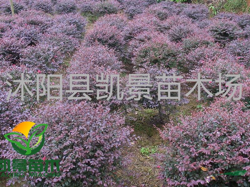 銷售棣棠花，薔薇月季，紅帽月季、藤本月季、豐花月季、曼海母月