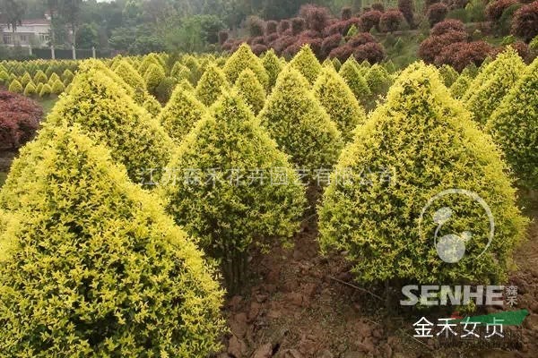 金葉家族的小靚妹——金禾女貞 造型