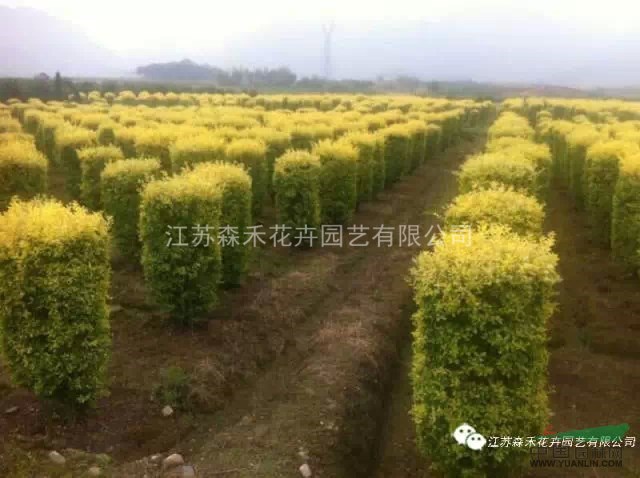 金葉家族的小靚妹——金禾女貞 造型