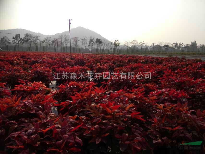 關(guān)注“森禾”， 關(guān)注新品種“紅葉南天竹”。