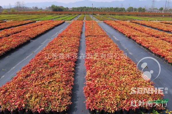 關(guān)注“森禾”， 關(guān)注新品種“紅葉南天竹”。