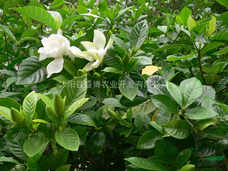 安徽梔子花價(jià)格 沭陽(yáng)盛博農(nóng)業(yè)為安徽梔子花價(jià)格報(bào)價(jià)