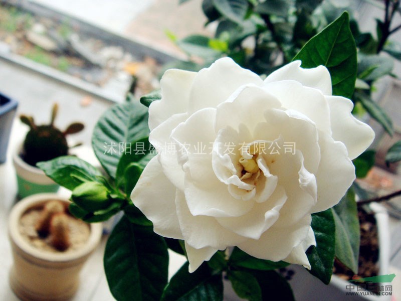 安徽梔子花價(jià)格 沭陽(yáng)盛博農(nóng)業(yè)為安徽梔子花價(jià)格報(bào)價(jià)