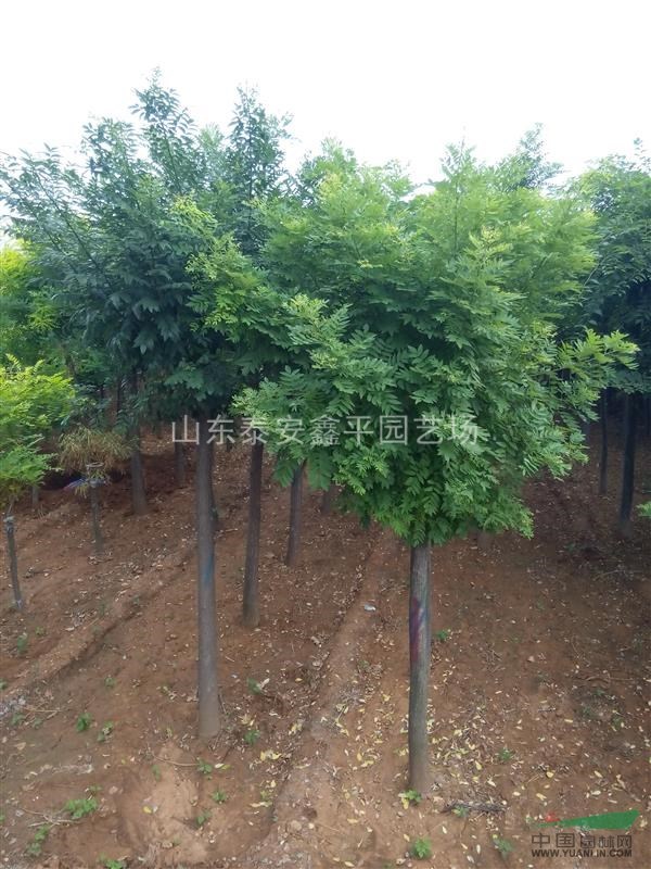 大量供應高桿金枝槐 矮桿金葉槐 金枝槐 現貨供應