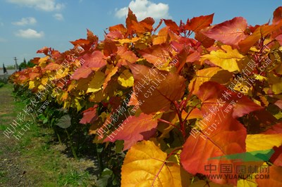 福建武夷山“紅霞楊”幼苗（紅黃楊彩楊丹紅楊金紅楊） 