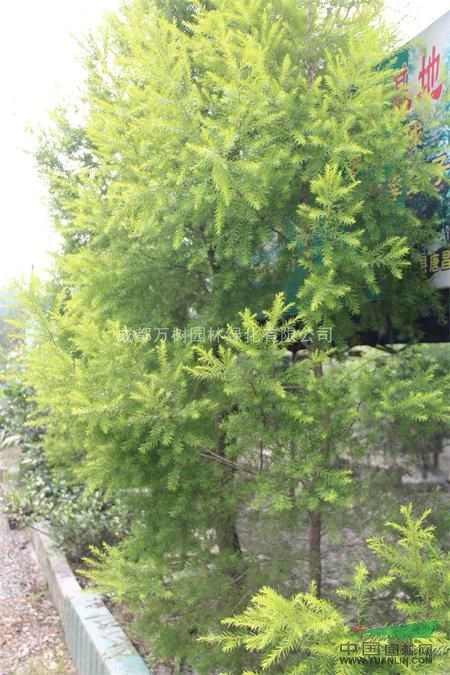 千層金 供應(yīng)成都千層金 8-10公分千層金價格 萬樹園林售