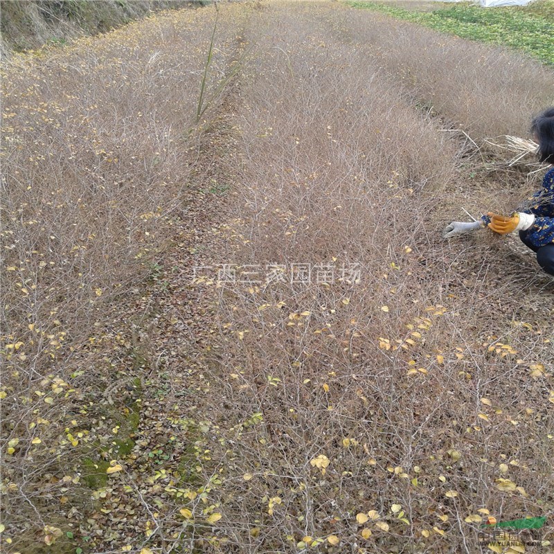 广西马甲子/铁篱笆报价/马甲子批发 /马甲子报价