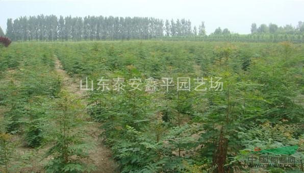 大量供應(yīng)欒樹 黃山欒樹 北欒 南欒