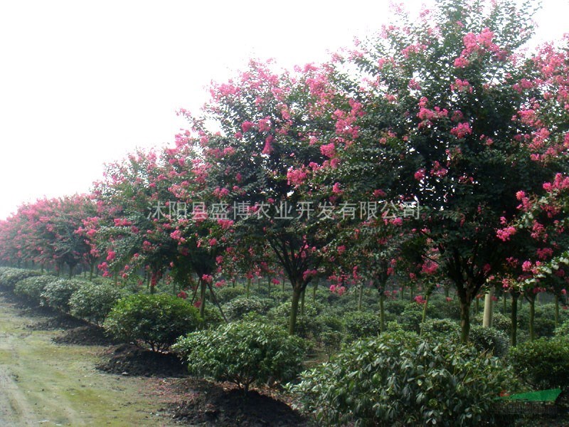 安徽紫薇價(jià)格 100公分安徽紫薇價(jià)格 150公分安徽紫薇價(jià)格