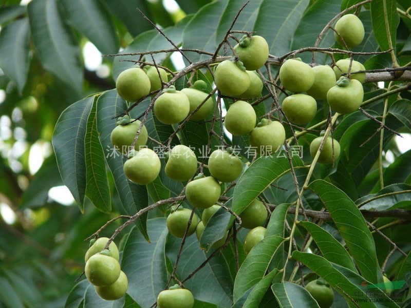 山西無患子價(jià)格 4公分山西無患子價(jià)格 5公分山西無患子價(jià)格