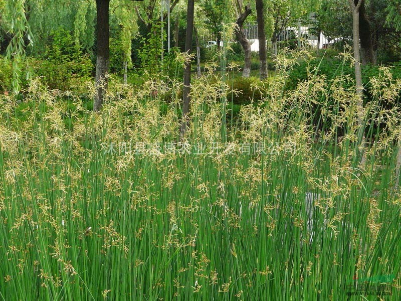 山西水蔥價(jià)格 沭陽(yáng)盛博農(nóng)業(yè)為山西水蔥價(jià)格報(bào)價(jià)