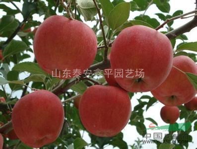 批發(fā)紅富士蘋(píng)果苗 新品種果樹(shù)苗 嫁接紅將軍，美八蘋(píng)果樹(shù)苗 