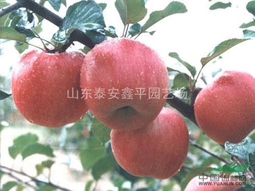 當(dāng)年蘋果實(shí)生苗價(jià)格 山東泰安蘋果苗基地 哪里的蘋果樹(shù)苗便宜