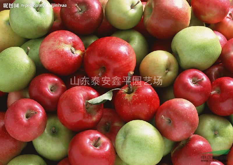 當(dāng)年蘋果實(shí)生苗價(jià)格 山東泰安蘋果苗基地 哪里的蘋果樹(shù)苗便宜