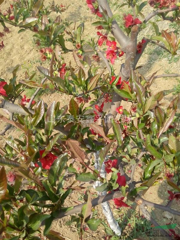 苗圃基地直銷海棠花苗 日本海棠 紅色花 貼梗海棠 綠化苗木