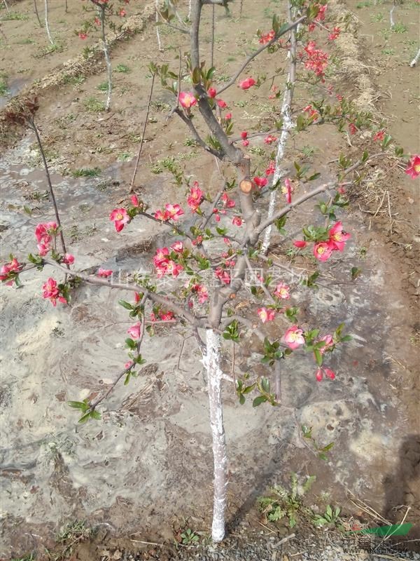 苗圃基地直銷海棠花苗 日本海棠 紅色花 貼梗海棠 綠化苗木