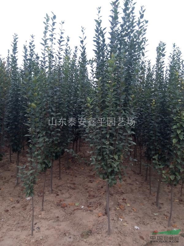 直銷西府海棠 西府海棠樹 紅寶石海棠 及各種苗木批發(fā)
