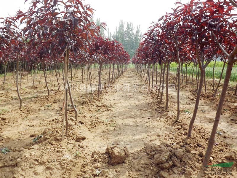 山西紅葉碧桃價(jià)格 100公分山西紅葉碧桃價(jià)格 150公分山西