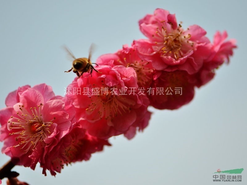 山西紅梅價格 3公分山西紅梅價格 4公分山西紅梅價格 