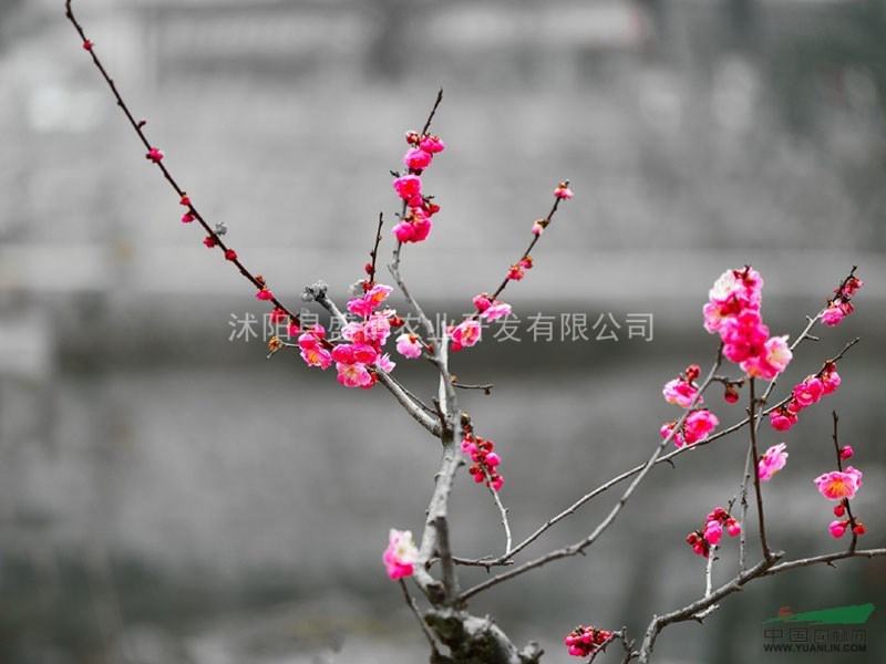 山西紅梅價格 3公分山西紅梅價格 4公分山西紅梅價格 
