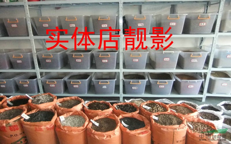 五角楓種子多少錢一斤