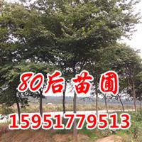 6公分櫸樹(shù)價(jià)格現(xiàn)在多少錢(qián)