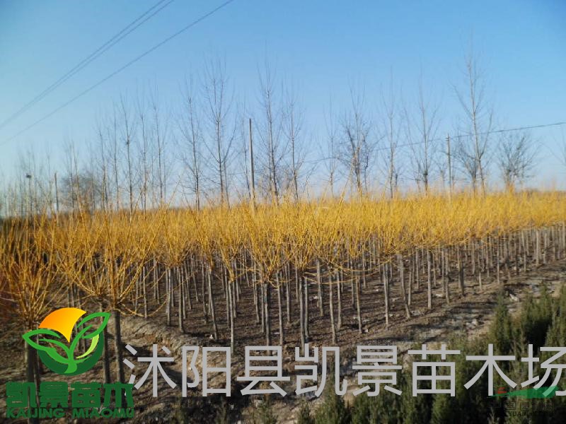 供應(yīng)南天竹、紅天竺、紅天竺工程苗、紅天竺盆栽苗