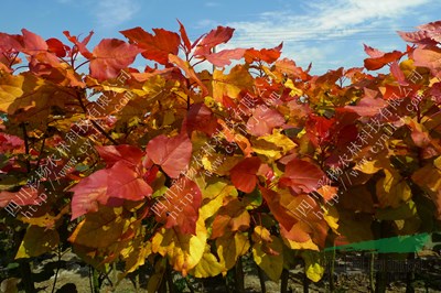 河北邯鄲“紅霞楊”小苗（彩楊丹紅楊金紅楊黃紅楊）