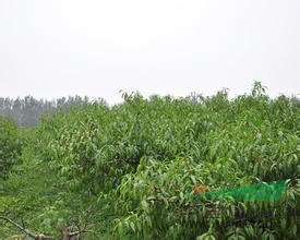 桃樹供應