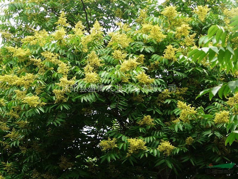 陜西無患子價(jià)格 4公分陜西無患子價(jià)格 5公分陜西無患子價(jià)格
