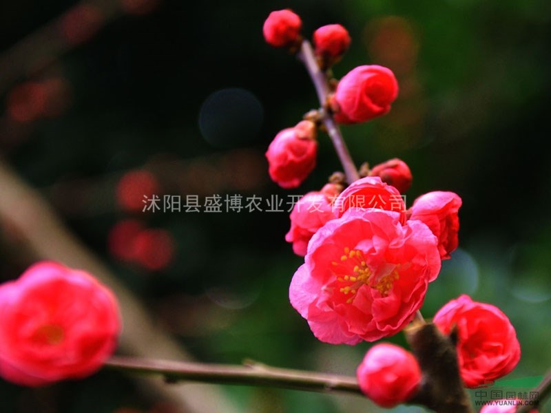 陜西紅梅價格 3公分陜西紅梅價格 4公分陜西紅梅價格
