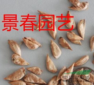 紅豆杉種子什么價格