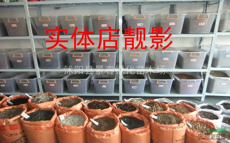 水杉種子價格