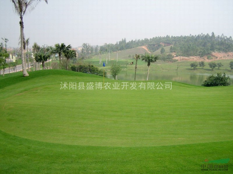 陜西早熟禾草坪 陜西早熟禾草坪價(jià)格5.5元/方  