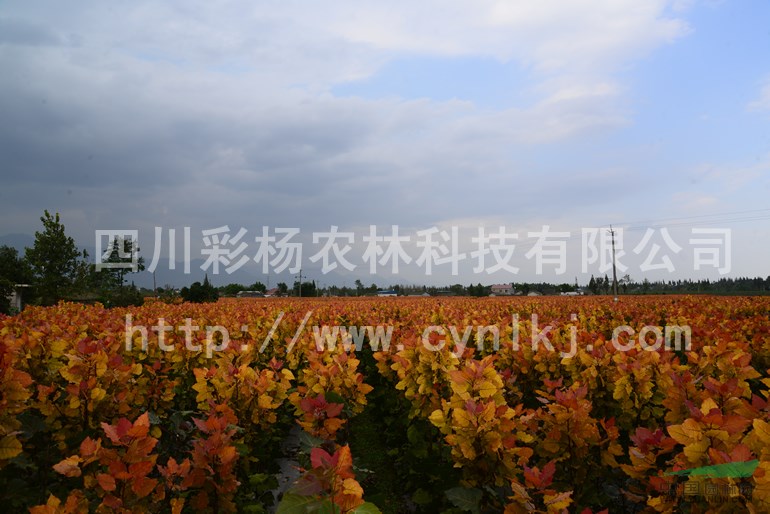山西臨汾“紅霞楊”小苗（丹紅楊金紅楊黃紅楊紅黃楊）