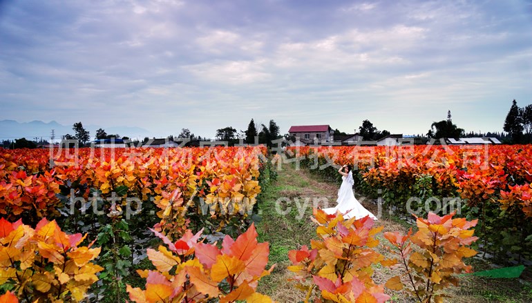 山西忻州“紅霞楊”小苗（丹紅楊金紅楊黃紅楊紅黃楊）