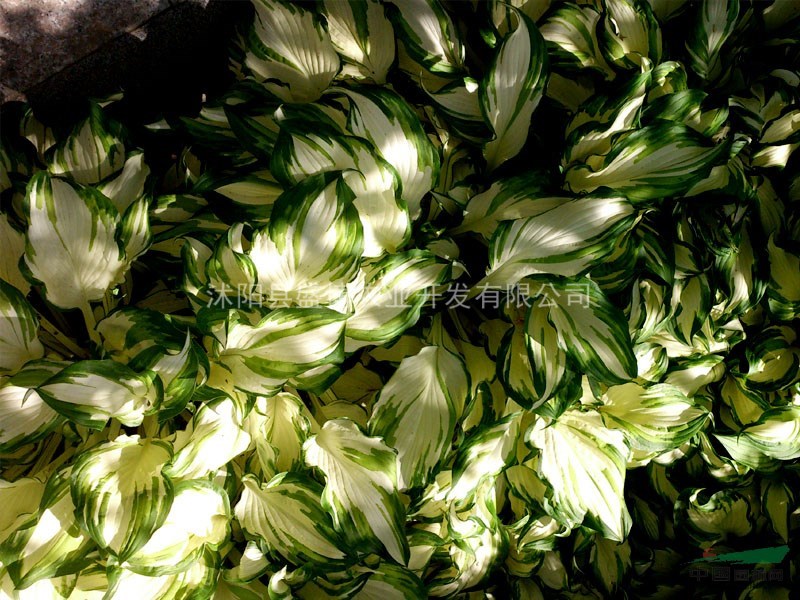 陜西花葉玉簪價格 陜西花葉玉簪價格0.35元/株